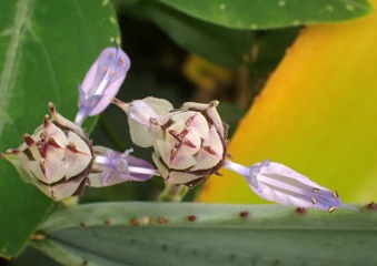 PA270443a.jpg
